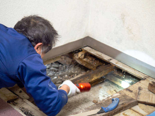 Best Insurance-Related Mold Remediation in Village Of Waukesha, WI