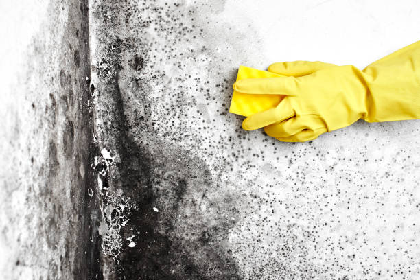 Best Crawl Space Mold Remediation in Village Of Waukesha, WI