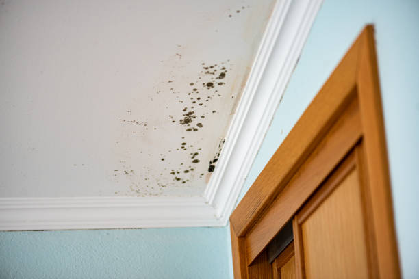 Best Black Mold Remediation in Village Of Waukesha, WI