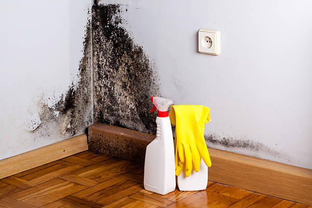 Best Bathroom Mold Remediation in Village Of Waukesha, WI