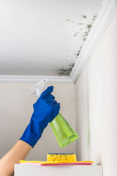 Best White Mold Remediation in Village Of Waukesha, WI